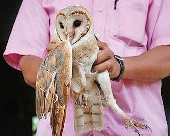 Barn owl