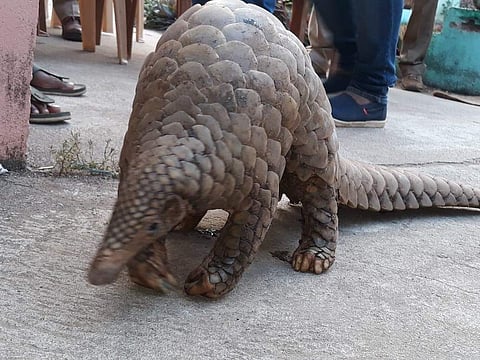 Rescued Pangolin in Malkangiri. (Photo | EPS)