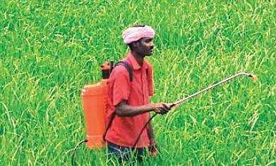 A farmer spraying pesticide on his field near  Chuanrpur village in Sambalpur district. (Photo | EPS)