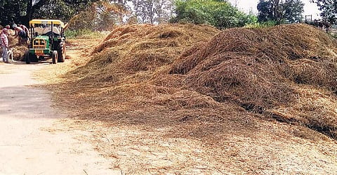 An image of heap of paddy straw used for representational purposes. (Photo | EPS)