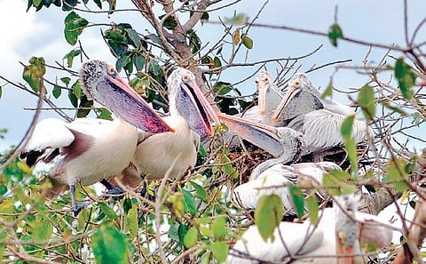 Experts to discuss recent bird deaths