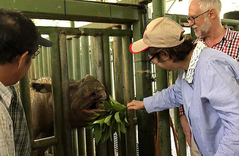 The Sumatran rhinoceros has become extinct in Malaysia, after the last of the species in the country succumbed to cancer. (Photo | AP)