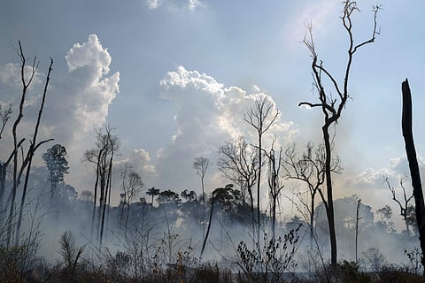 The deforestation is the largest since 2008, when 12,287 square kilometres of the Amazon were logged in a 12-month period.(Photo | AP)