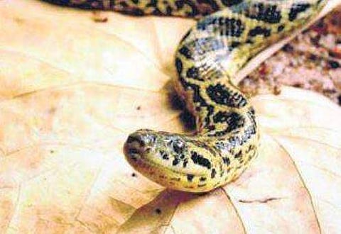 Anaconda dies in Nandankanan Zoo