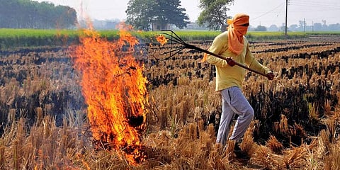Stubble burning (Photo | PTI)