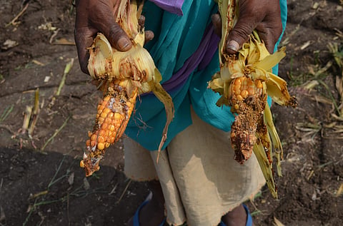 Fall armyworms found on crops in Cuddalore (Picture- Express)