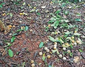 Orange crop damaged due to premature fruit drop in Kodagu