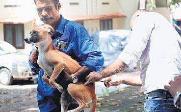 A dog being vaccinated as part of the ABC programme