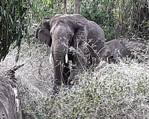 The elephant which is allegedly killed two tribal and frequenting to the farming lands, to be captured. (Photo | EPS)