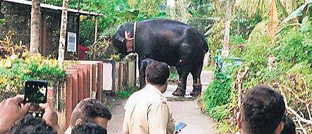 Thirunakkara Sivan, who ran amok near Chengalam on Tuesday