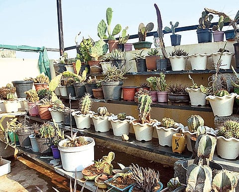 ‘Gardening helps refresh minds’