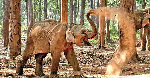 The High Court has expressed concern over the health of elephants, their living conditions and facilities available in camps run by the state government