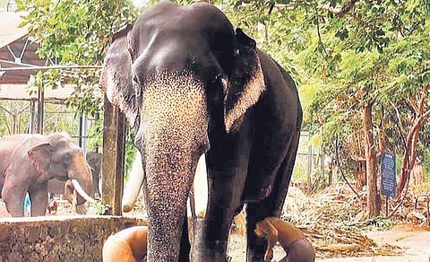 Guruvayur Devaswom, Forest Dept lock horns over parading of star jumbos