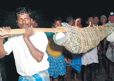 Nekkanamalai villagers carrying a dead person in a Doli for over five kilometres uphill at midnight in Tirupattur district on Tuesday | Express