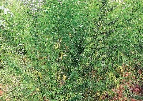 Tamil Nadu residents hugely prefer ganja produced in other states: Police