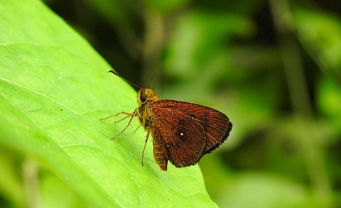 Lambrix Salsala, a rare species sighted at Srirangam butterfly park. (Photo | EPS)