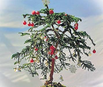 Bonsai is a sustainable alternative to plastic X’mas trees