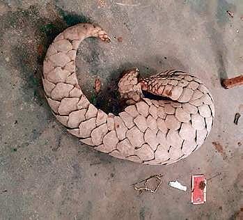 Rescued pangolin (File Photo |EPS)