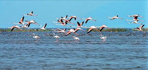 Chilika Lake