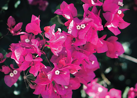 Creeping Beauties