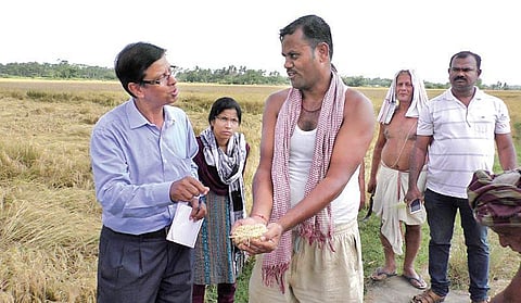 A farmer showing paddy grains infected by False Smut to Agriculture official. (Photo | EPS)