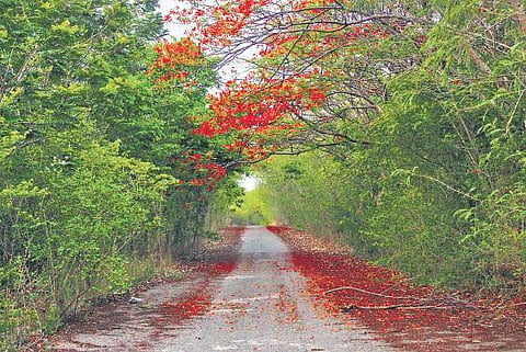 University of Hyderabad 2020 calender