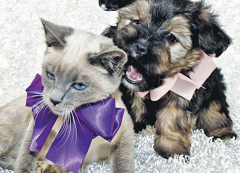 Think twice before gifting a pet to someone