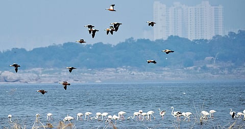 A view of the Osmansagar in Hyderabad which has become a home to both ruddy shelducks and migratory flamingoes | VINAY MADAPU