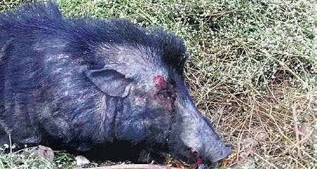  Forest officials arrested six people for allegedly poaching wild boar and Asian palm civet in Jakaram village outskirts on Tuesday.