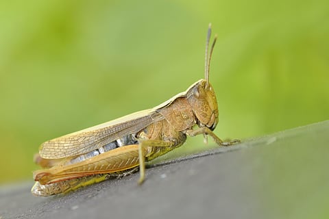 Representational image