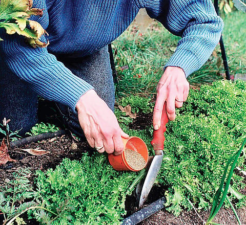 Protect your plants from harsh winter