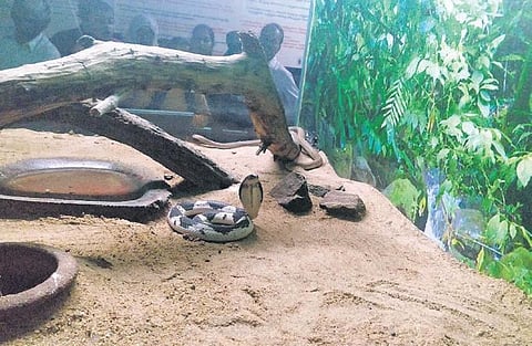 Spitting Cobra and Albino Python (below) at their enclosures at the  Guindy Snake Park Trust in Chennai on Sunday | Express