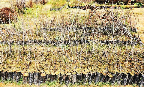 Saplings which were planted under Haritha Haram in Sangareddy seem to have dried up (File Photo |EPS)