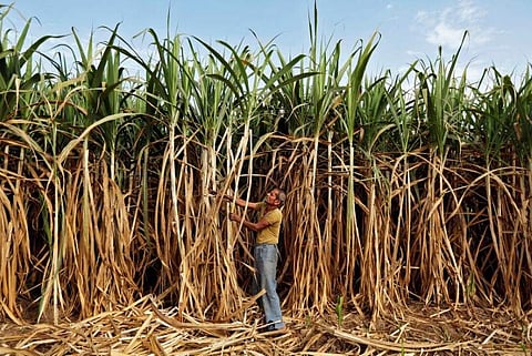 A farmer works in his sugarcane field (File | Reuters)