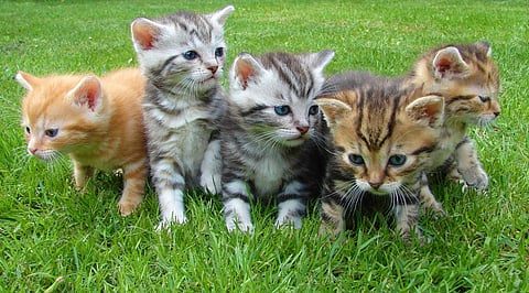 Image of cats used for representational purpose only.