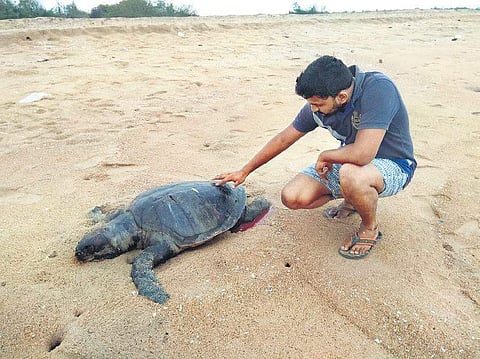 A dead Olive Ridley  turtle near Pulicat  estuary | Express