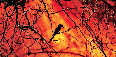 Fire continued to rage in the Bandipur forest for 4th consecutive day on Saturday | Express