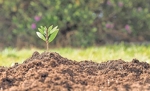 According to a study, Bengaluru’s green cover decreased from  68 per cent to six per cent between 1973 and 2017