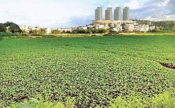 The Hosakerehalli lake covered with water hyacinth | Express