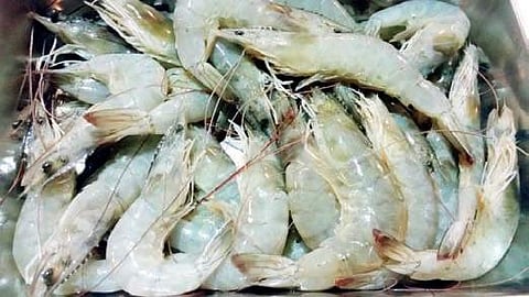 Image of shrimp used for representational purpose.