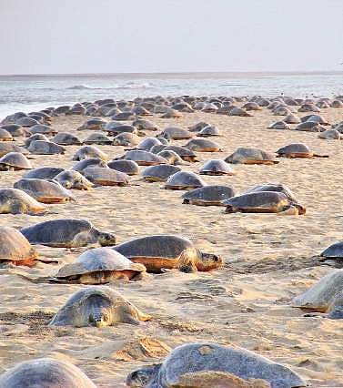 A file photo of Olive Ridley Sea turtles at the Gahirmatha marine sanctuary