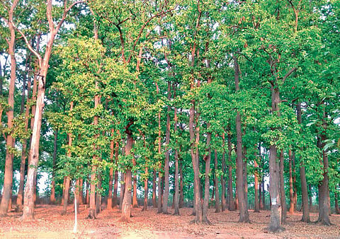 Sal plantations stare at man-made crisis