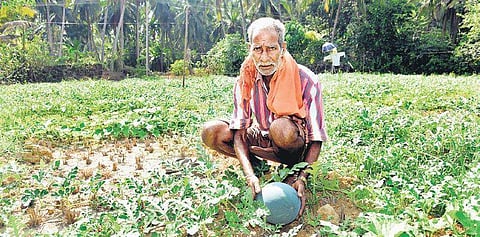 50 families have turned their paddy farms into watermelon plantations. | Express