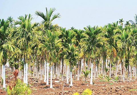 People cultivate arecanut, maize and ragi, but the lack of irrigation facilities is testing the patience of farmers | D Hemanth