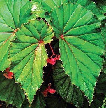 The only plant with leaves having five different tastes