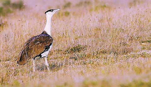 Great Indian Bustard is on the brink of extinction. (File | EPS)