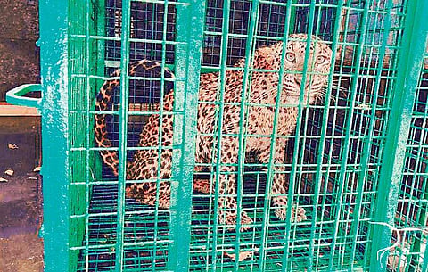 The four-year-old leopard that was rescued from a 20-ft-deep well at Shirva in Udupi district on Thursday