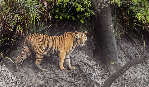Sundarbans Reserve Forest in West Bengal has a huge number of Bengal tigers - more than about two hundred (Photo | Dibyendu Ash/Wikimedia Commons)