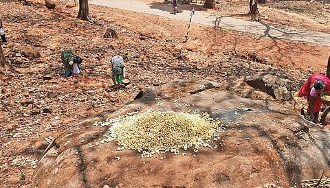 Tribals collecting Mahua flowers from a forest in Mayurbhanj | Express