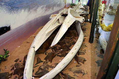 Inside Regional Museum of Natural History.  ​(Photo: EPS)